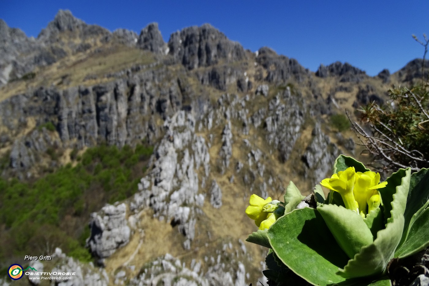 65 Orecchia d'orso con Resegone.JPG